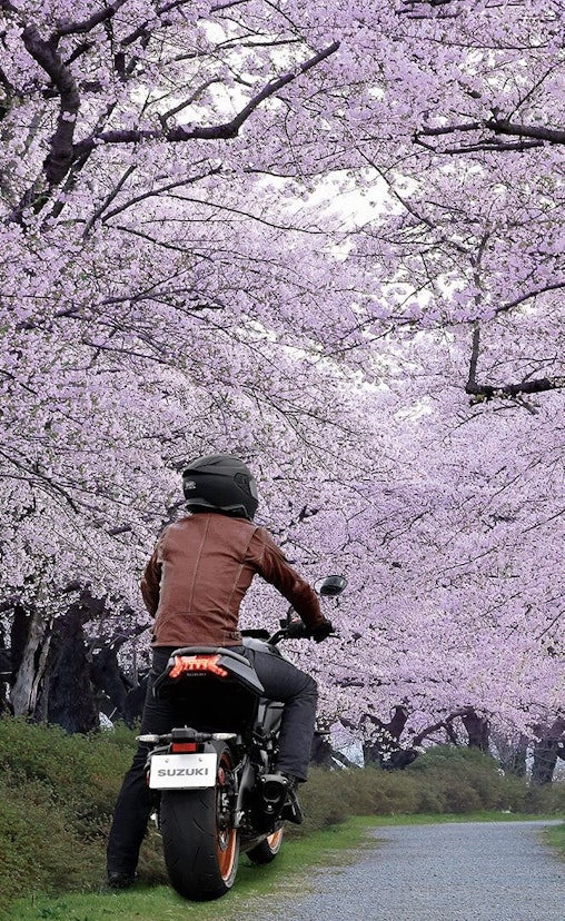 Suzuki Katana Cherry Blossom